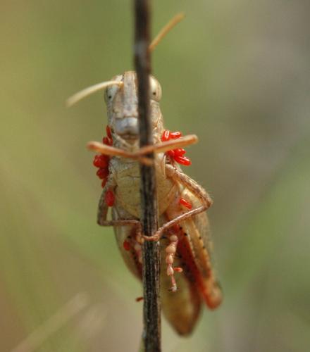 Calliptamus sp.